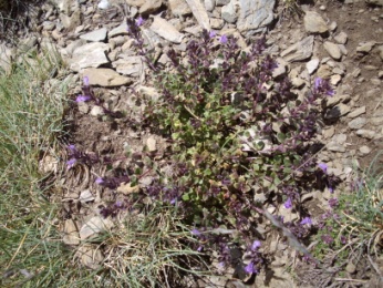 Galéopsis des Pyrénées (Galeopsis pyrenaïca, Bartlett) Pyrenean hemp nettle