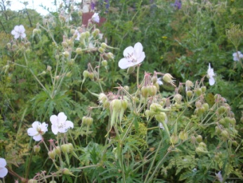 Géranium des prés (Geranium pratense, L.) Meadow Crane’s-bill