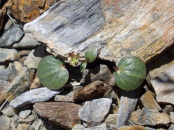 Renoncule à feuilles de Parnassie (Ranunculus parnassifolius, L.) Parnassus-leaved Buttercup