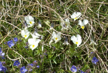Pensée tricolore (Viola tricolor, L.) Heartsease, wild pansy