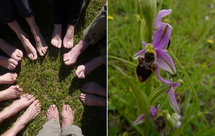 Au jardin de l'Auberge du pays de Sault, et une orchidée (ophrys guêpe)