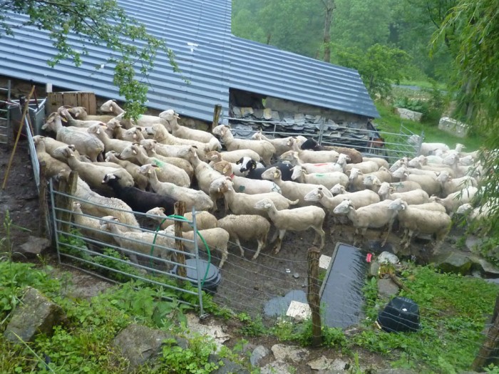 Brebis rentrant à la bergerie en fin de journée (mai 2012, avant d’aller à l’estive)
