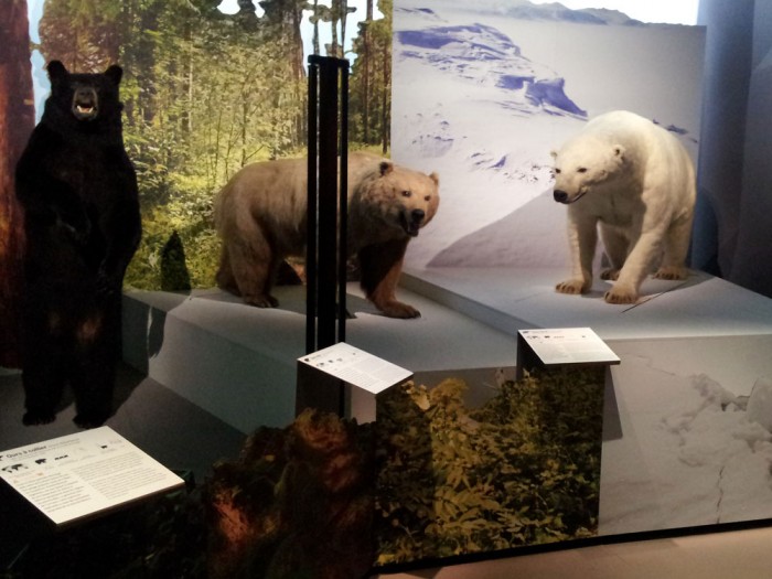 Asiatic black bear, brown bear, polar bear