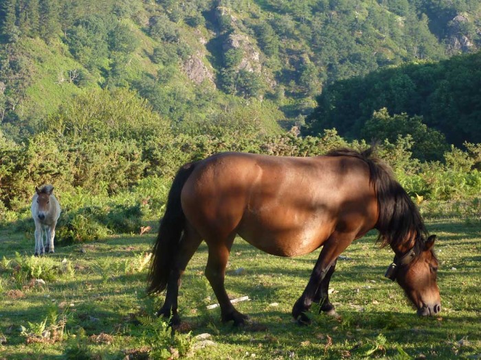GR 11: Basque pastures