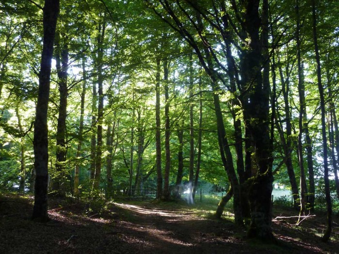 GR 11: forest between Burguete/Auritz and Hiriberri 