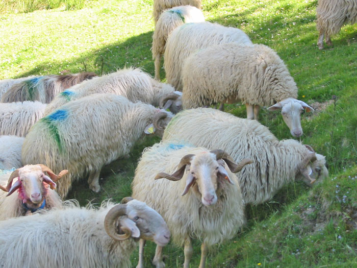 Basco-Béarnaise sheep in the Basque country