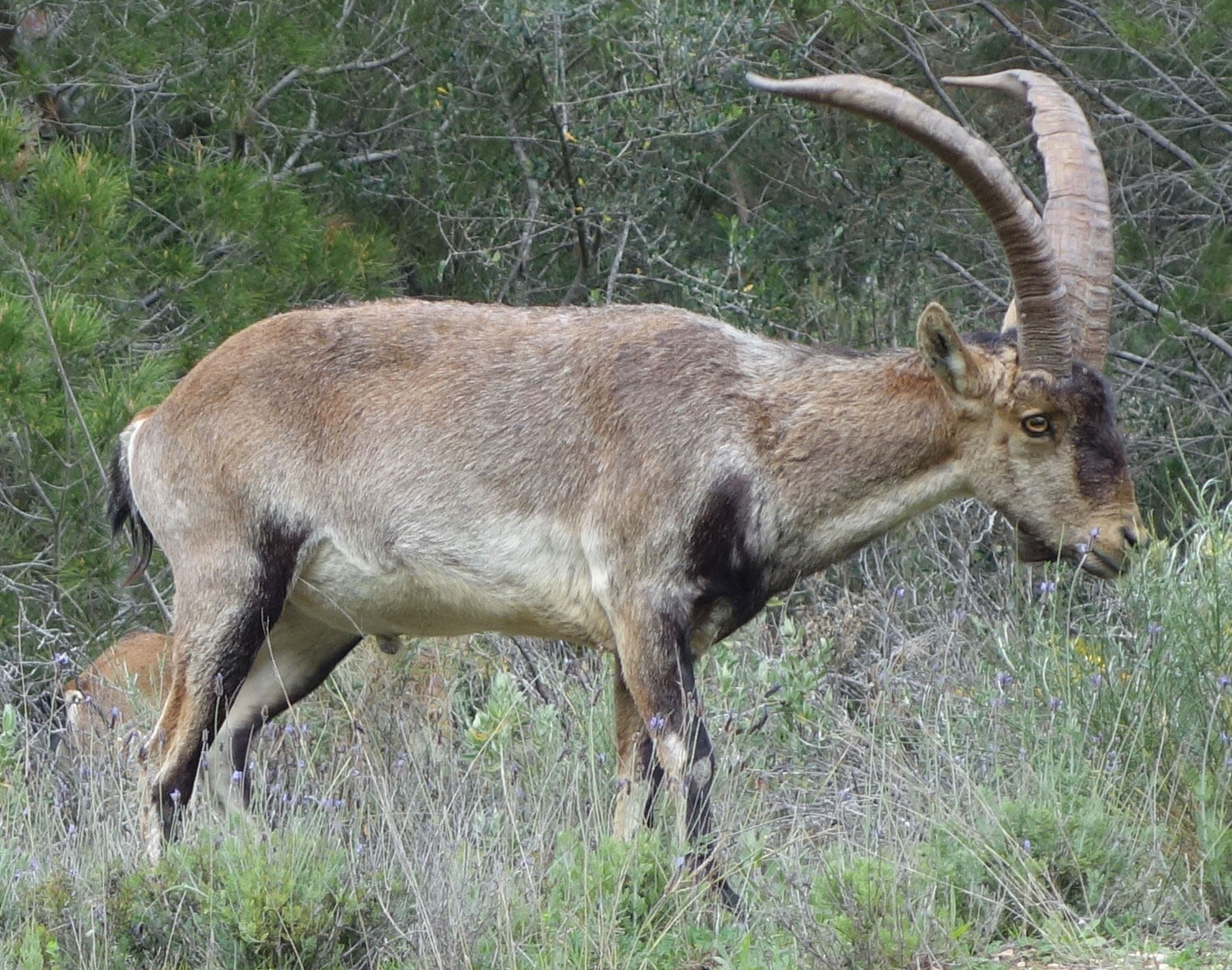 The return of the Pyrenean ibex hunters as key stakeholders Walking 